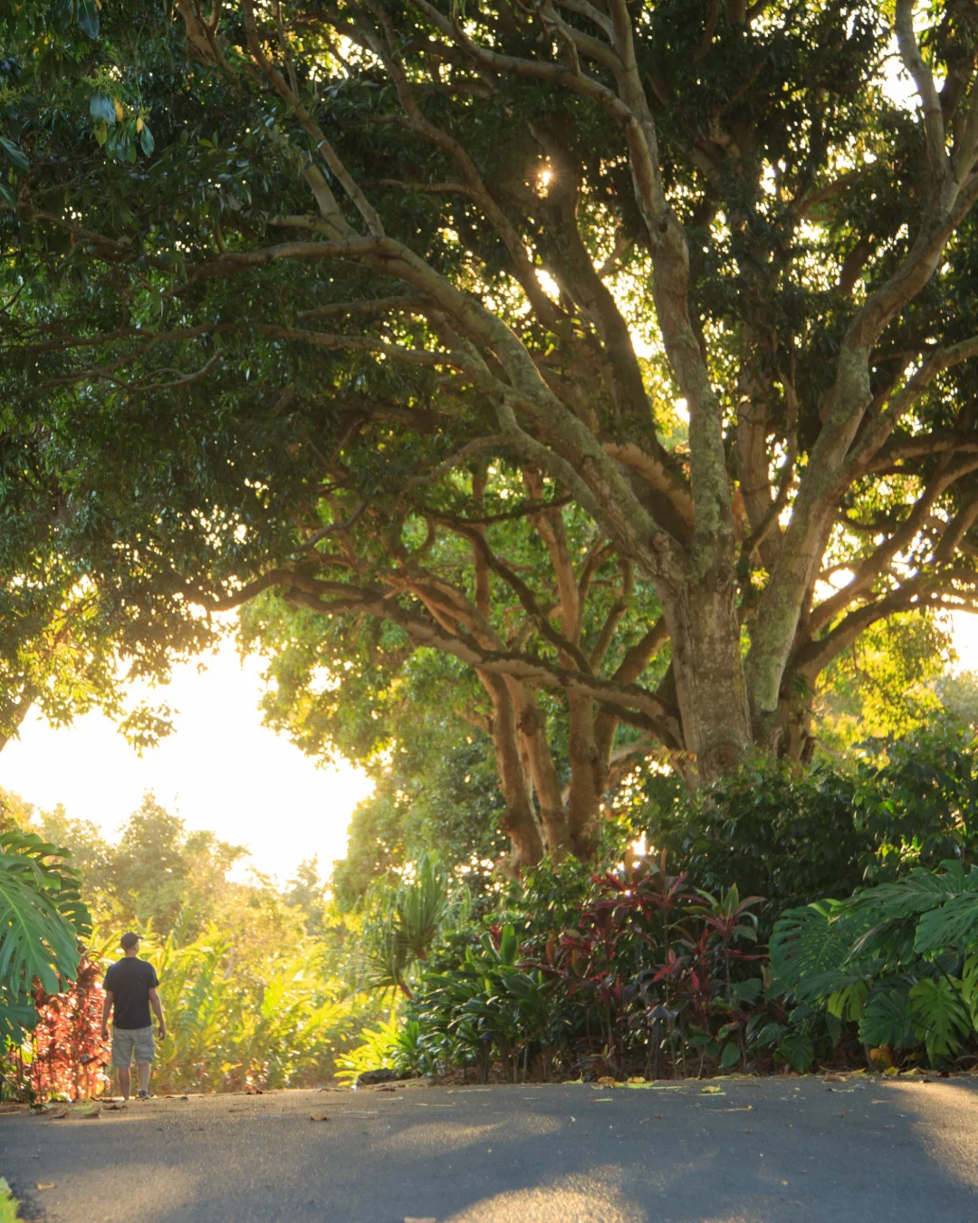 Holualoa Inn, nature or grounds